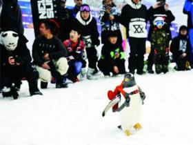 “淘学企鹅”新动作 全球最大室内滑雪场玩快闪