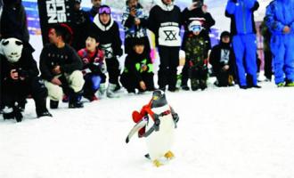 “淘学企鹅”新动作 全球最大室内滑雪场玩快闪